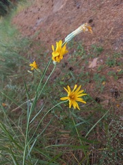Gelasia ensifolia