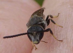 Lasioglossum