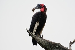 Bucorvus leadbeateri