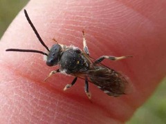 Lasioglossum