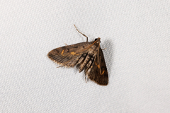 Parapoynx crisonalis