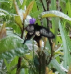 Pachliopta polyphontes