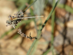 Platycnemis