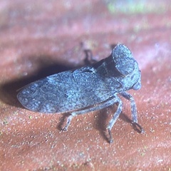 Microcentrus perditus