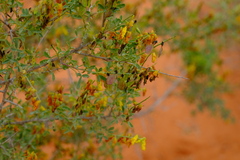 Wiborgia