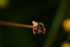 Tingidae