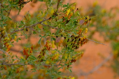 Wiborgia