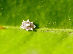 Ceroplastes