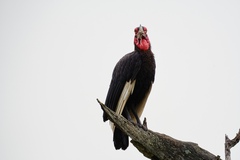 Bucorvus leadbeateri