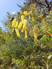 Acacia longifolia sophorae