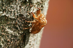 Graptopsaltria nigrofuscata