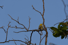 Aegithina nigrolutea