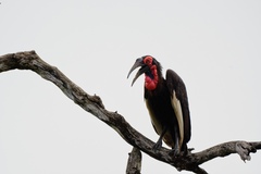 Bucorvus leadbeateri