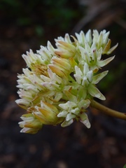Asclepias curtissii image