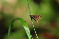 Papilionoidea