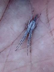Tamopsis
