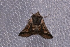 Dinophalus ampycteria