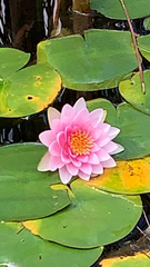 Nymphaea