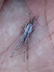 Tamopsis