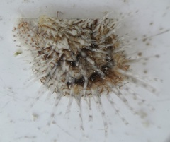 Pinctada longisquamosa