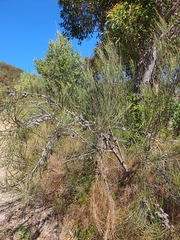 Allocasuarina