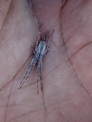 Tamopsis