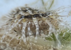 Pinctada longisquamosa