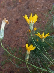 Gelasia ensifolia