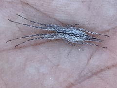 Tamopsis