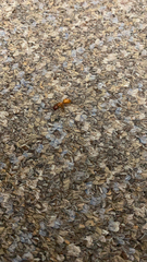 Camponotus castaneus