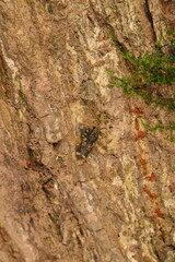 Eucorynus crassicornis