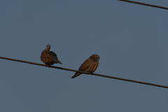 Streptopelia tranquebarica