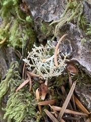 Sphaerophorus tuckermanii