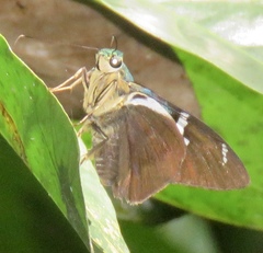 Astraptes fulgerator azul
