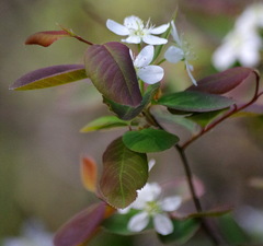 Amelanchier arborea