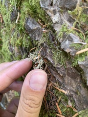 Sphaerophorus tuckermanii