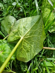 Caltha palustris