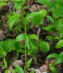 Streptopus lanceolatus