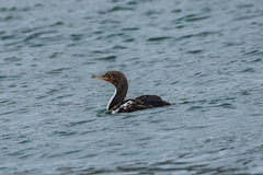 Leucocarbo chalconotus