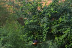 Dendrocygna javanica