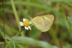 Colotis amata