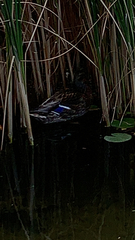 Anas platyrhynchos