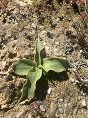 Cyanella