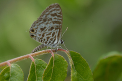 Leptotes plinius