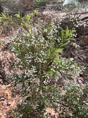 Leucopogon