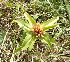 Gentiana cruciata