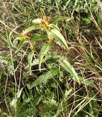Gentiana cruciata