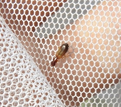 Paradromius linearis
