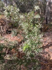 Leucopogon