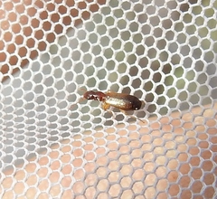 Paradromius linearis